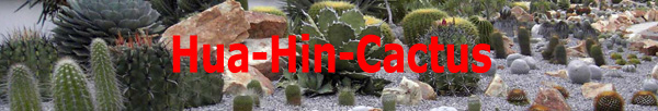 Hua Hin Cactus