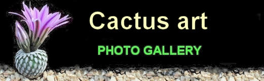 Cactus Art.biz