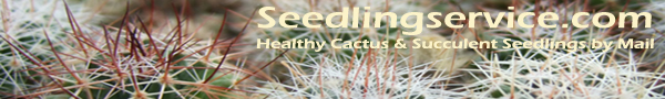 Healthy and naturally cultivated cactus & succulent seedlings by mail