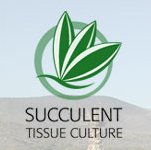 Succulent Tissue Culture