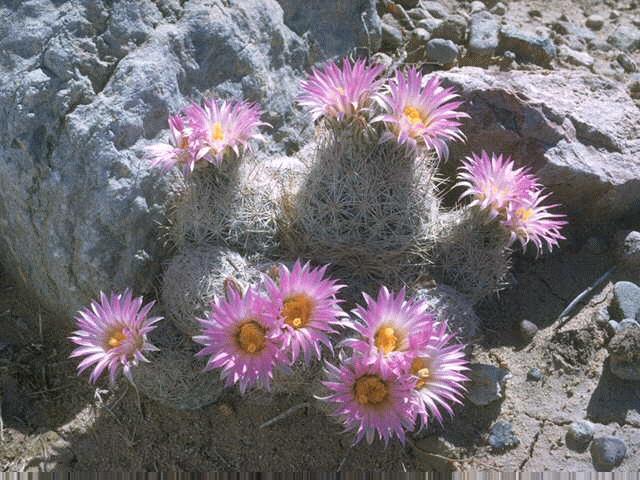 Types Of Cactus In West Texas