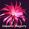 Imperial Majesty