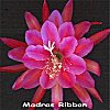 Madras Ribbon