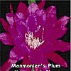 Monmonier's Plum