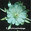 Epiphyllum crenatum chichicastenango
