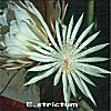 Epiphyllum strictum
