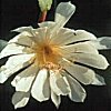 Epiphyllum thomasianum