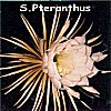 Selenicereus pteranthus