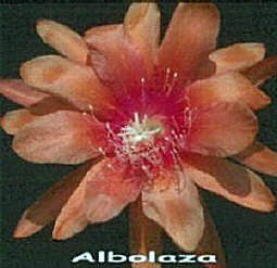 Alobolaza