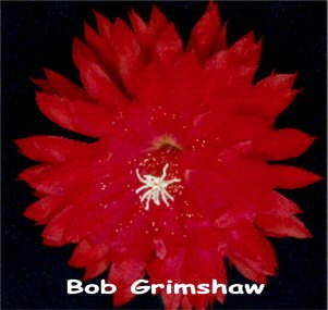Bob Grimshaw