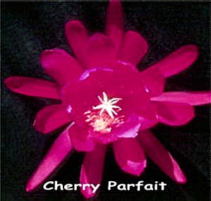 Cherry Parfait