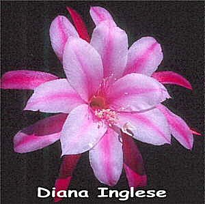 Diana Inglese