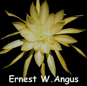 Ernest Wm.Angus