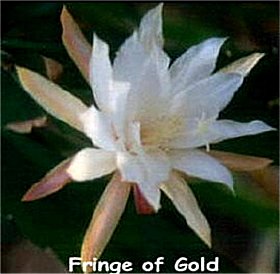 Fringe of Gold
