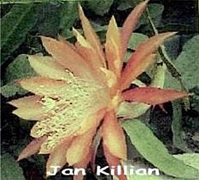 Jan Killian