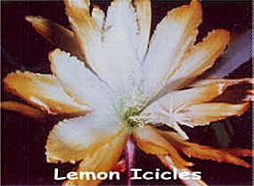 Lemon Icicles