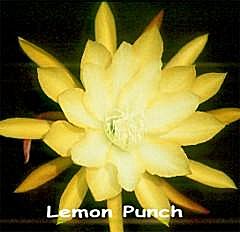 Lemon Punch