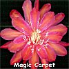 Magic carpet