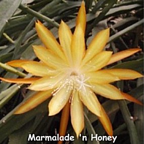 Marmalade n' Honey