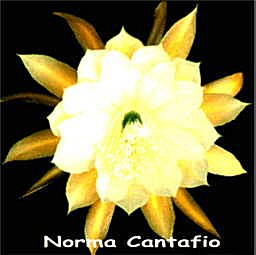 Norma Cantafio