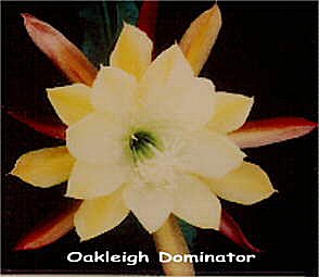 Oakleigh Dominator