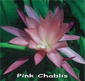 Pink Chablis
