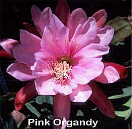 Pink Organdy