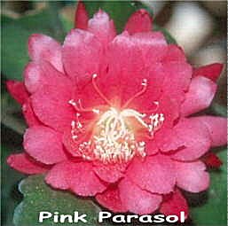 Pink Parasol