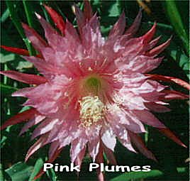 Pink Plumes