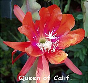 Queen of California