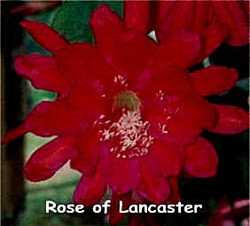 Rose of Lancaster