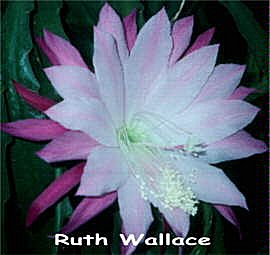Ruth Wallace