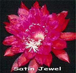 Satin Jewel
