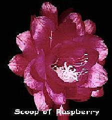 Scoop of Raspberry