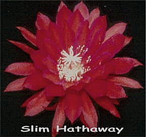 Slim Hathaway