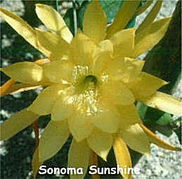 Sonoma Sunshine