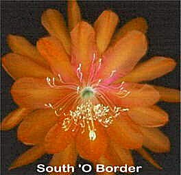 South O' Border