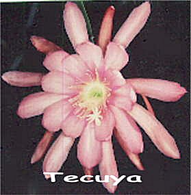Tecuya