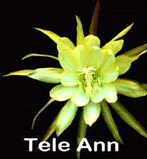 Tele Ann