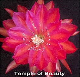 Temple of Beauty