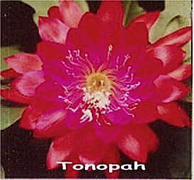 Tonopah