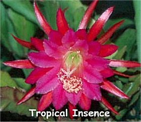 Tropical Incense