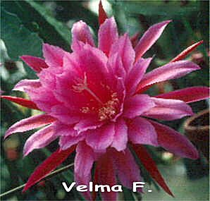 Velma F.