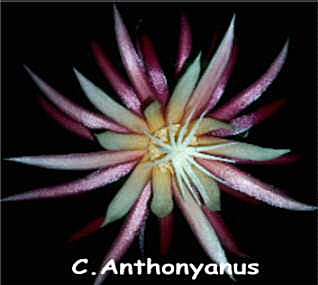 Cryptocereus anthonyanus