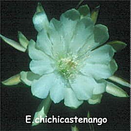Epiphyllum crenatum chichicastenango