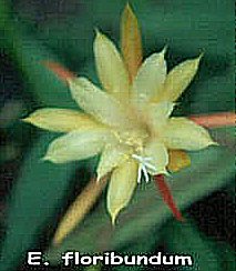 Epiphyllum floribundum