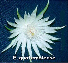Epiphyllum guatemalense