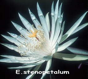 Epiphyllum stenopetalum