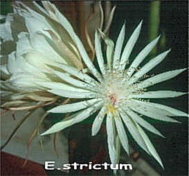 Epiphyllum strictum