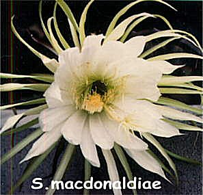 Selenicereus macdonaldiae